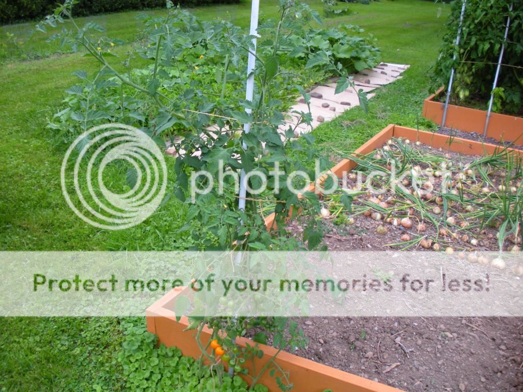  photo Garden8-6-13020.jpg